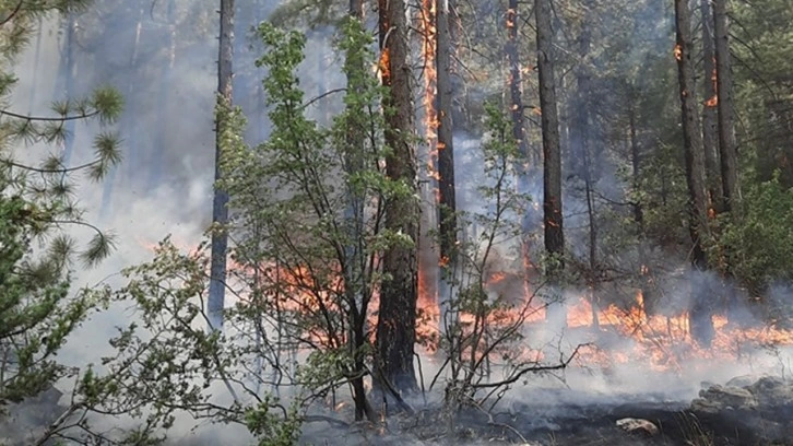 Ağaçlık alanda yangın çıkmıştı. Ankara'daki yangın söndürüldü