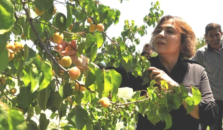 AK Parti’li Yılmaz: "Mut kayısısında bu yıl 110 bin tondan fazla rekolte gerçekleşti"
