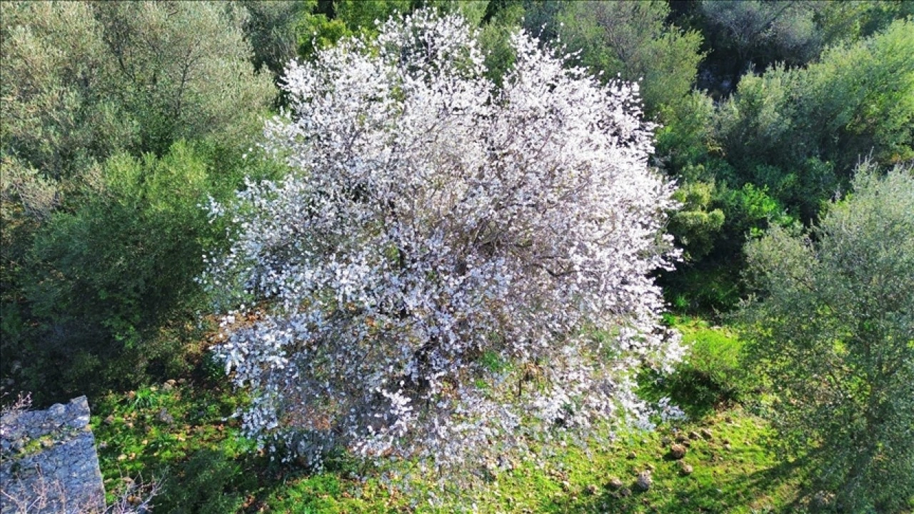 Antalya'da badem ağaçları erken çiçek açtı