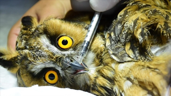 Antalya Doğal Yaşam Parkı'nda 6 ayda 545 yaban hayvanı tedavi edildi