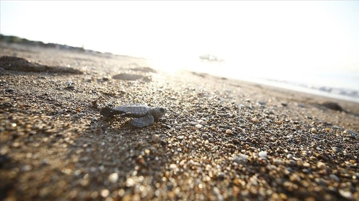 Antalya'nın Belek ve Kızılot sahillerindeki caretta caretta yuva sayısı 6 bine ulaştı