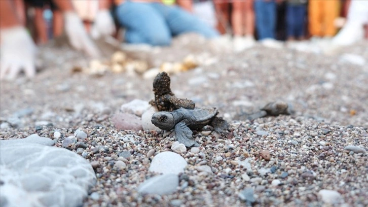 Antalya'nın Çıralı sahilinde 4 bin caretta caretta denizle buluştu