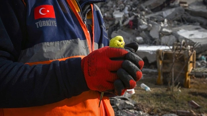 Depremden 97 saat sonra enkazda bulunan muhabbet kuşuna 