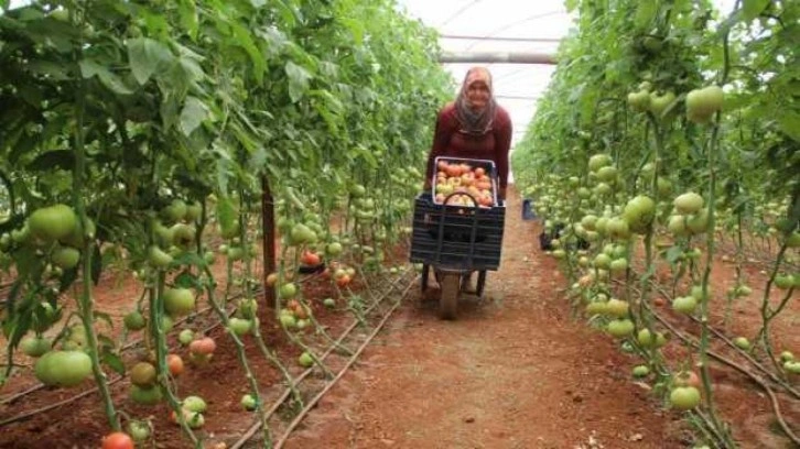 Antalya'da domatese olan talep yüzde 30 arttı