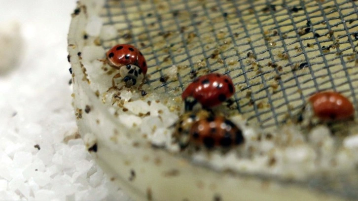 Gaziantep’te 'Uğur Böceği' bahçesi açıldı