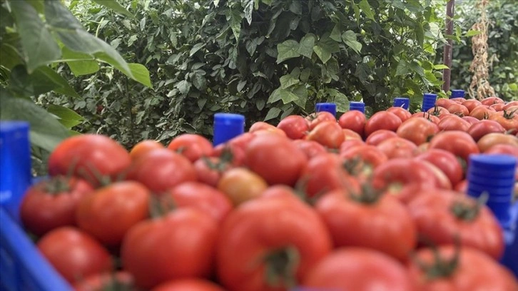 Isparta'nın köyünden Avrupa ve Orta Doğu'ya domates ihracatı