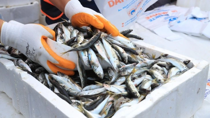 İstanbul'da tonlarca bedava balık dağııtıldı: Vatandaşlar hucüm etti