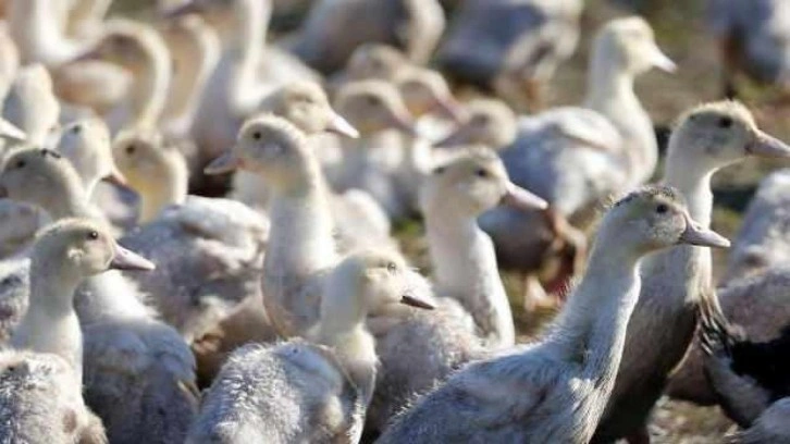 Japonya’da kuş gribi alarmı: 170 bin kanatlı hayvan itlaf edilecek