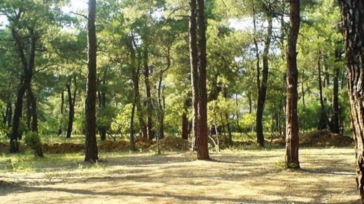 Kandıra'da ormanlık alanlara girişler yasaklandı