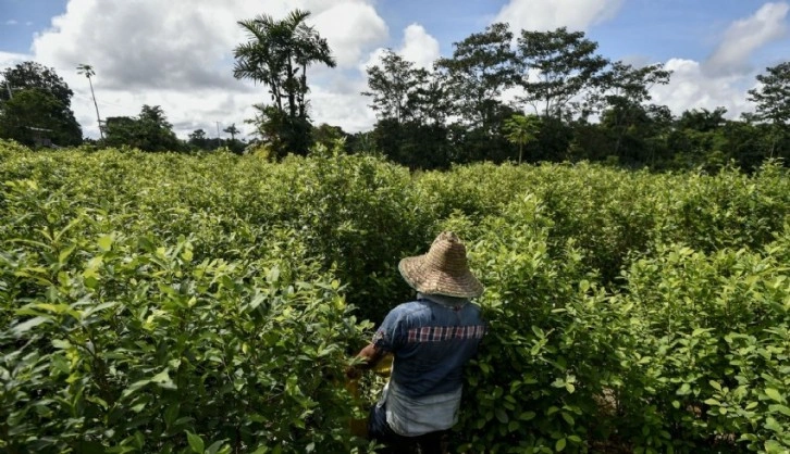 Kolombiya'da koka üretimi rekoru