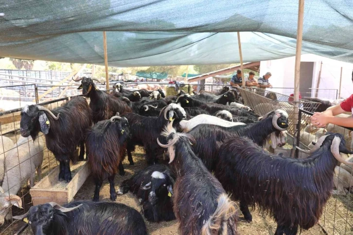 Marmaris’te kurbanlık hayvan satışları başladı
