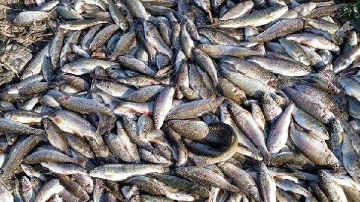 Su miktarı azaldı, 325 ton balık oksijensizlikten öldü