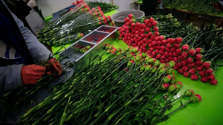 Türkiye'den 73 ülkeye 140 milyon dolarlık çiçek ihracatı