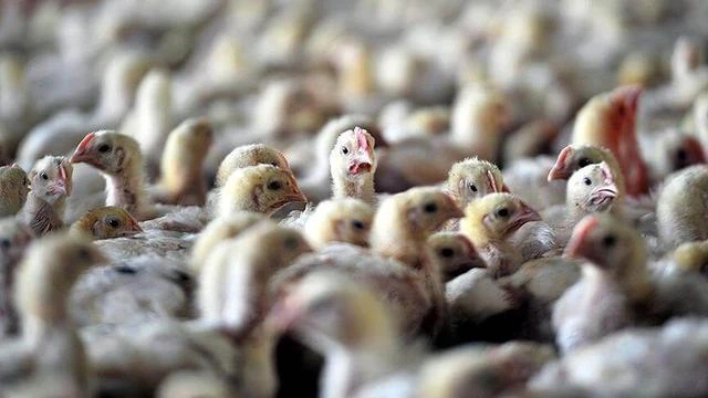 Yeni kriz,"kuş gribi"... 6.5 milyon tavuk itlaf edildi