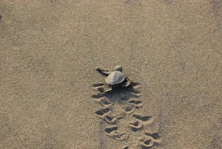 YOLUNU ŞAŞIRAN  CARETTA CARETTA,  DENIZE ULAŞTIRILDI