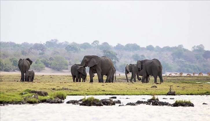 Zimbabve'de ulusal park yakınlarında 6 fil ölü bulundu