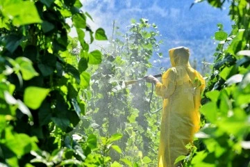 Antalya Piyazının vazgeçilmezi Çandır Fasulye hasat için gün sayıyor!