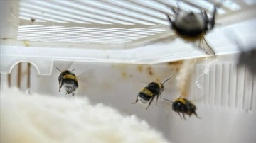 Antalya'dan getirilen arılarla Iğdır'da domates üretiminin yüzde 20 artırılması hedefleniy