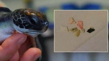 Avustralya&rsquo;da kurtarılan kaplumbağanın midesi plastik dolu
