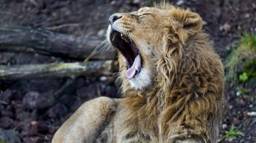 Beykoz'da aslan kükremesi duyuldu! Bakın o aslan nereden çıktı nasıl sakinleşti