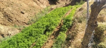 Bingöl’de 21 bin kök kenevir bitkisi ele geçirildi
