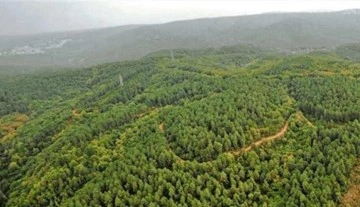 Bodrum Göltürkbükü'nde ormanlık alanlar ranta açıldı