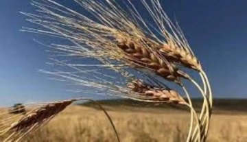 Buğday ve arpa fiyatları belli oldu