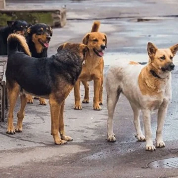 Caraneyn köpek sever mi, sokağa inecek mi 