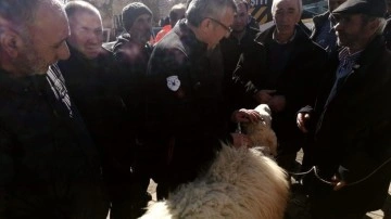 CHP'li Engin Altay depremin 19. gününde enkazdan çıkarılan koyunu satın aldı