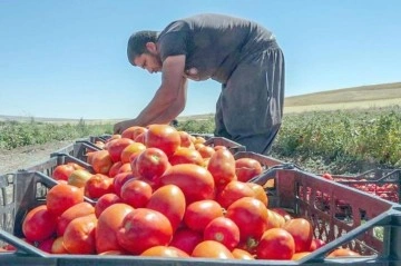 Çiftçinin yüzü gülüyor: Kasa kasa domates topluyorlar