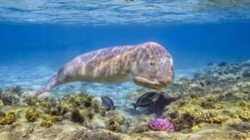 Deniz kızı masallarına ilham veren dugongların soyu tükeniyor