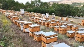 Devlet desteğinden yararlanan bal üreticisi rekolte beklentisini 10 tona çıkardı