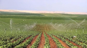 Diyarbakır'da suyla buluşan araziler çiftçinin gelirini artırıyor