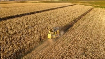 Diyarbakır'da bu sezon 253 bin ton mısır üretilmesi bekleniyor
