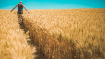 Dünyanın gözü Türkiye'deki bu tarlada. Süper buğday ürettiler, kıtlığa son verilecek