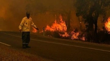 Fas'taki orman yangınlarında 6 bin 600 hektarlık alan kül oldu