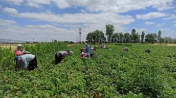 Fasulye hasadında çalışan tarım işçileri yevmiyelerin artırılmasını istiyor
