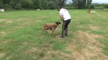 Hayvansever çift hayatlarını köpek eğitimine adadı