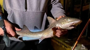 İnanılmaz ama gerçek. İstanbul Boğazı'nda köpek balığı yakaladı