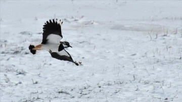 Kars'ta göçmen kuşlar karlı arazide yiyecek ararken görüntülendi