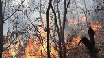 Kış kurak geçti, Manisa'da orman yangını çıktı. 5 dönüm alan zarar gördü