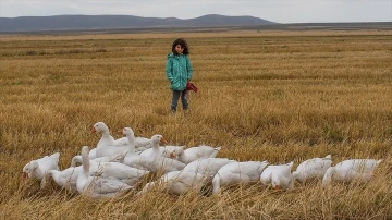Kış sofrasının vazgeçilmezi 'Kars kazı' meralarda doğal yetiştiriliyor