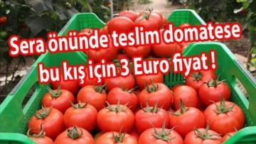Kışın serada teslim domates 3 euro iddiası!