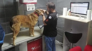 Korkunç olay! Topallayan köpeğin bacağını inceleyen doktorlar, gördükleri karşısında şaşkına döndü