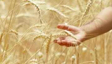 Küresel buğday arzı tehdit altında