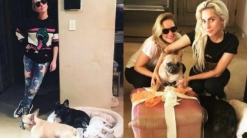 Lady Gaga şikayet edildi! Köpek davası kapanmadı