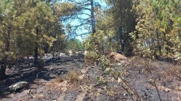 Manisa’da çıkan yangın 1 hektarlık orman arazisine zarar verdi
