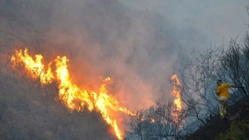Manisa'da korkutan yangın. Makilik alandaki yangın kontrol altına alındı