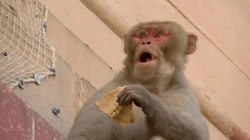 Maymun dehşeti: 4 aylık bebeği çatıdan attı. Mucize kurtuluş
