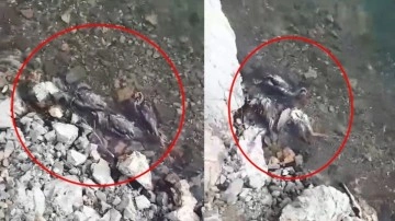 Murat Nehri kıyısında 10'larca keklik ölü bulundu. Görüntüler yürek yaktı